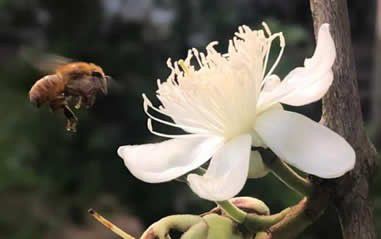 Vitória proíbe uso do agrotóxico que mais mata abelhas