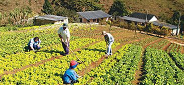 Camponeses apontam entraves das políticas públicas de aquisição de alimentos