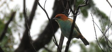 Lagoa Encantada tem mais dois registros ornitológicos importantes