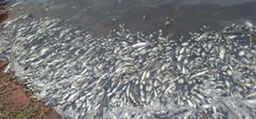 Mortandades de peixes na Lagoa Juara é tema de audiência pública na Câmara