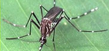 Vitória decreta situação de emergência em função da epidemia de zika