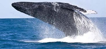 Aumenta a população de baleias jubarte no litoral capixaba