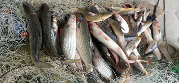 PM Ambiental: mais de 400 kg de pescado apreendidos durante a piracema, no norte