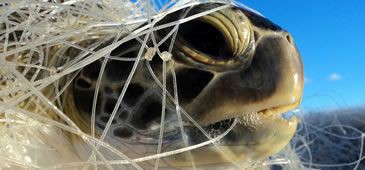 Tartarugas marinhas têm Plano de Ação Nacional renovado