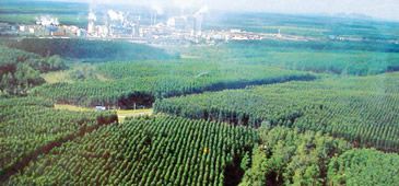 Aracruz requer ao Idaf novas licenças para plantar eucalipto no norte do ES