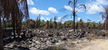 Incêndio criminoso destrói terras de quilombola que denunciou Aracruz