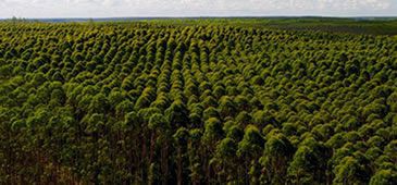 Com ausência de Programa Reflorestar, produtores da região serrana são assediados para plantar eucalipto