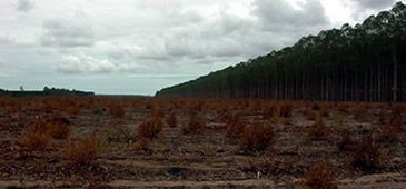 Documentário mostra destruição das reservas de água pelos eucaliptais