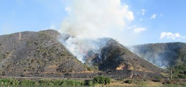 Incêndio destrói 40% de unidade de conservação em Colatina