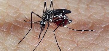 Com mais de 81 mil casos, Estado registrou recorde de dengue em 2013