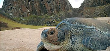 Ilha de Trindade: Tamar registra 3.600 ocorrências reprodutivas de tartaruga