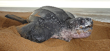 Tamar registra recorde de tartarugas gigantes em desova no norte do ES