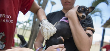 Jardim da Penha tem mutirão de vacina contra raiva após morcego com vírus
