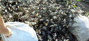Polícia Ambiental apreende 1.548 caranguejos comercializados em época de andada