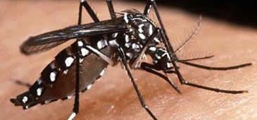 Casos de dengue crescem 34% em 2013 no Espírito Santo