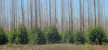 Monocultivos de eucaliptos não são florestas