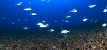 Espírito Santo tem uma das maiores biodiversidades marinhas do Atlântico Sul