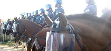 Regimento de Polícia Montada volta a recolher cavalos das ruas por ocorrência de mormo