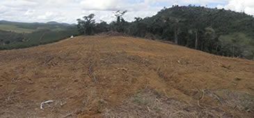 Idaf embarga área de desmatamento de mata nativa em Rio Bananal