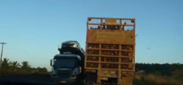 Motoristas das carretas de eucalipto que prestam serviço para a Aracruz Celulose se arriscam na BR 101
