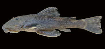 Nova espécie de peixe homenageia cientista e naturalista Augusto Ruschi