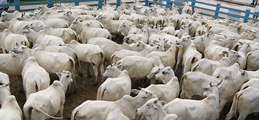 Estado deve vacinar 700 mil bovinos e bubalinos contra febre aftosa