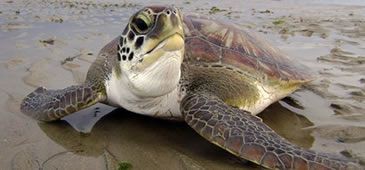 Portos previstos para o norte do Estado desrespeitam tratado para conservação de tartarugas marinhas