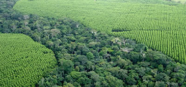 Tribunal de Justiça mantém proibição para plantio de eucalipto em Montanha