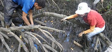 Caranguejos podem desaparecer dos manguezais de Vitória até 2015