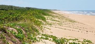 Iema autoriza poda de restinga em praias do litoral sul capixaba