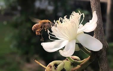 Normatização da criação de abelhas nativas é sancionada