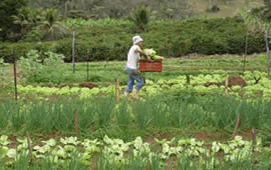 Território norte capixaba aprova projeto de R$ 300 mil para Agroecologia
