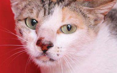 Protetores de animais preocupados com casos de esporotricose em gatos