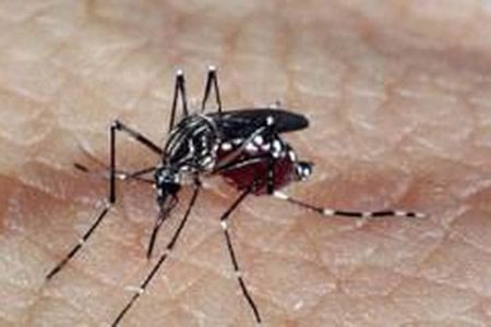 ‘Combater o Aedes aegypti com fumacê é uma falácia’, diz infectologista
