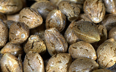 STF: importar pequenas quantidades de semente de maconha não é crime