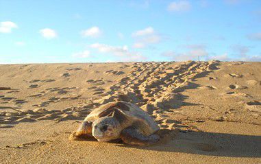 Espírito Santo deve registrar novo recorde de desovas de tartarugas marinhas