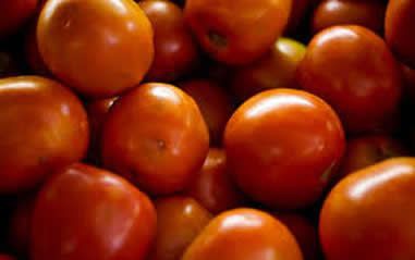 Estudo encontra até 18 diferentes resíduos de agrotóxicos em tomate